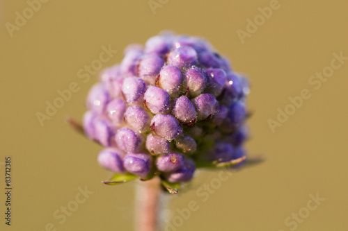 Blume