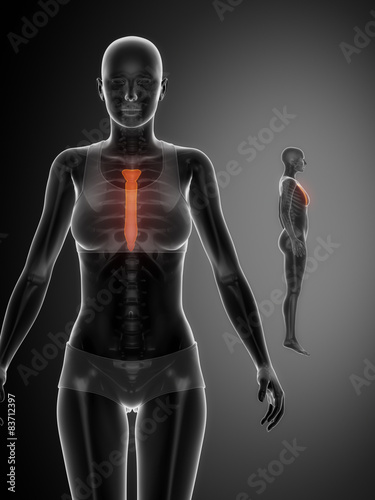 STERNUM black x--ray bone scan