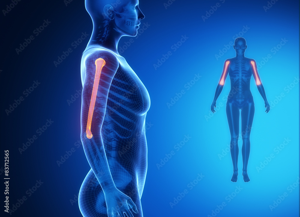 HUMERUS blue x--ray bone scan HUMERUS blue x--ray bone scan