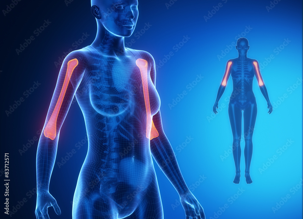 HUMERUS blue x--ray bone scan HUMERUS blue x--ray bone scan