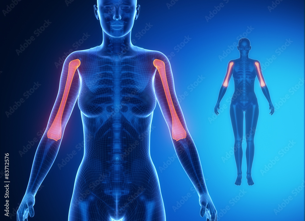 HUMERUS blue x--ray bone scan HUMERUS blue x--ray bone scan