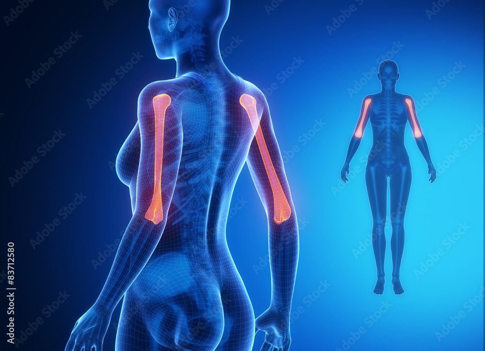 HUMERUS blue x--ray bone scan HUMERUS blue x--ray bone scan