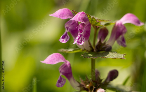 Blume