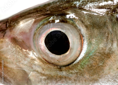 Photography Fish Eye mackerel  ,Close-Up