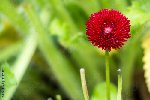 Blume