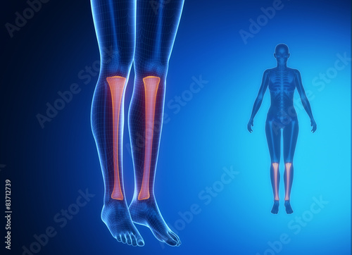 Tibia anatomy medical scan