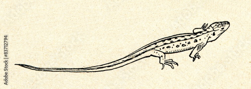 Sand lizard (Lacerta agilis)