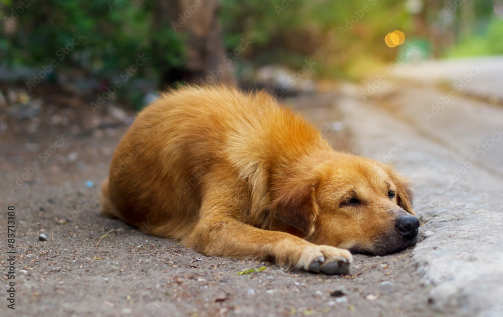 brown stray dog on street, soft focus brown stray dog on street, soft focus