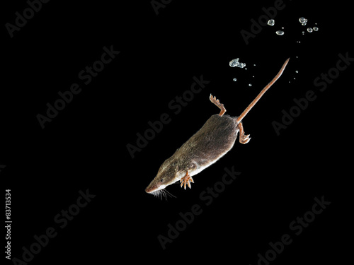 Diving Water Shrew in water on black background