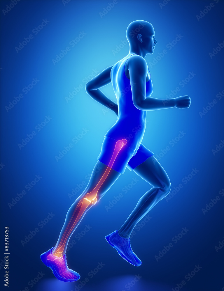 Leg joint anatomy