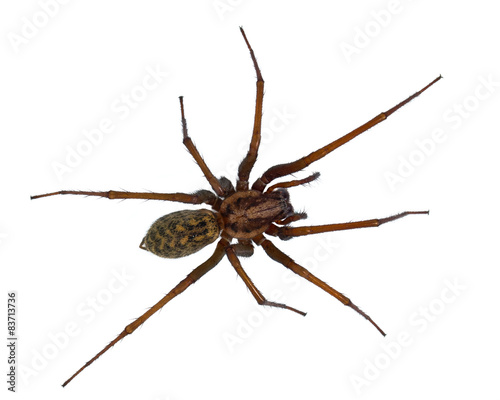 Hairy House spider isolated on white