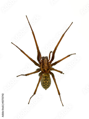 Creepy House spider isolated on white