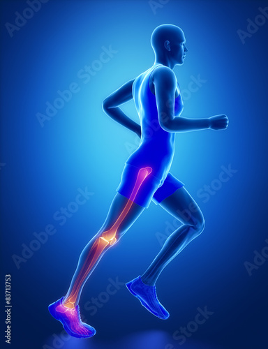 Leg joint anatomy © CLIPAREA.com