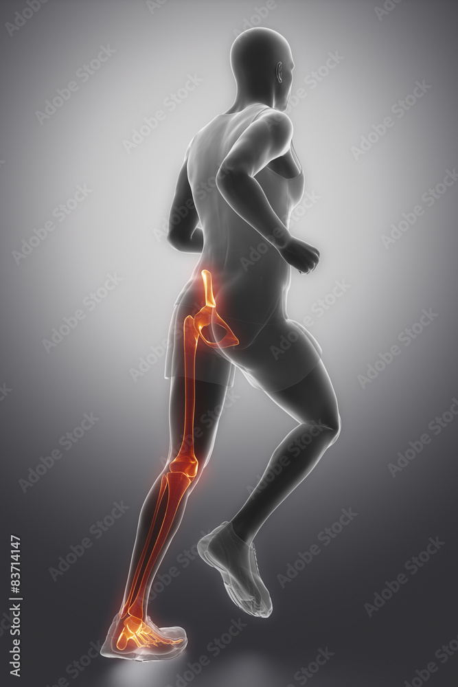 Leg joints anatomy Leg joints anatomy