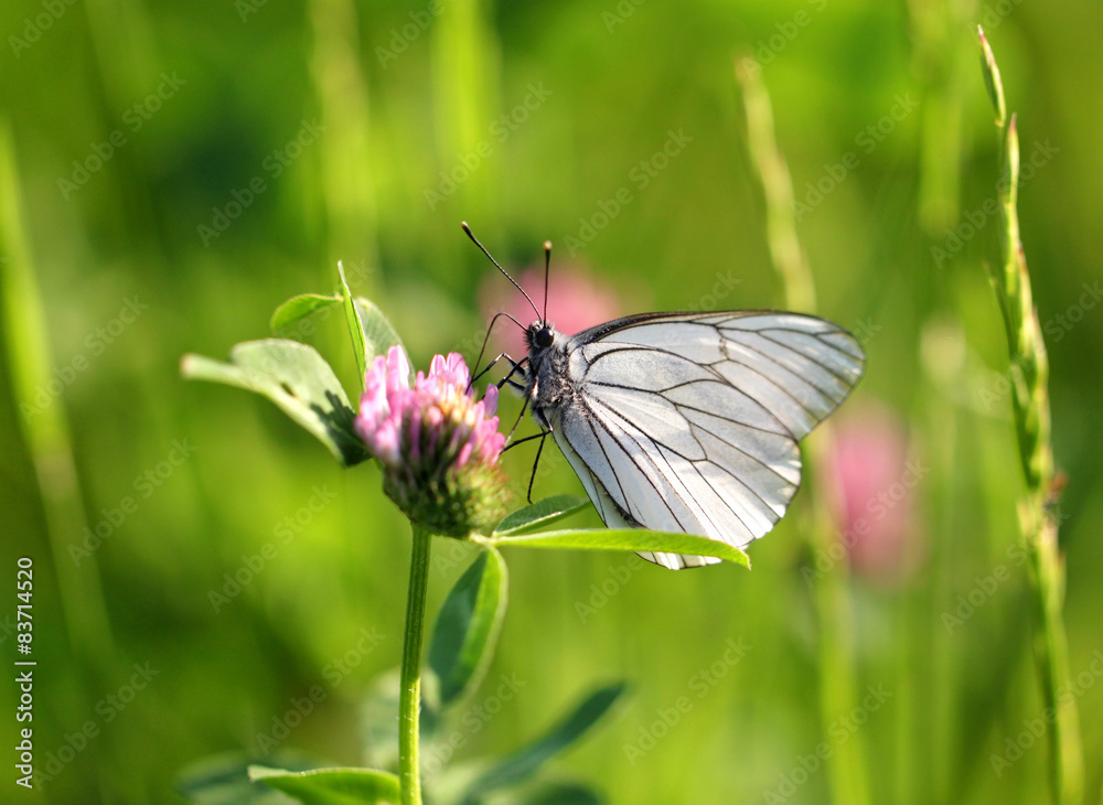 Fototapeta premium White butterfly sits on a clover