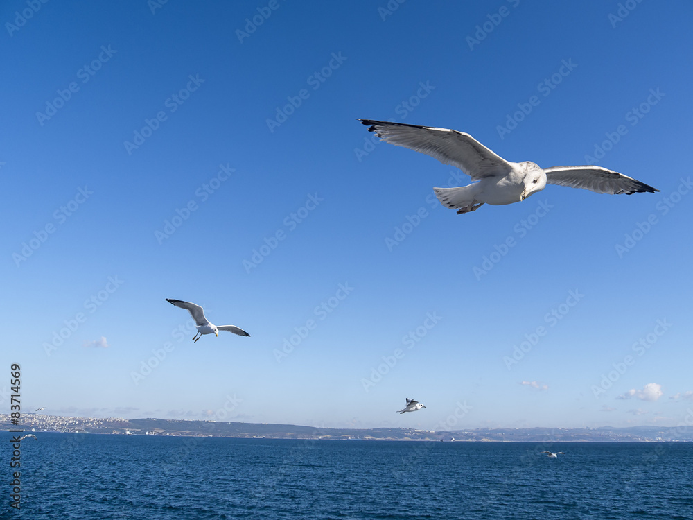 Fototapeta premium Bird with forage fish flying over the ocean