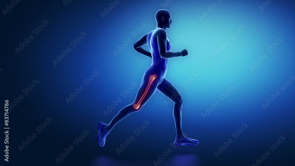 Runner fibula animation Runner fibula animation