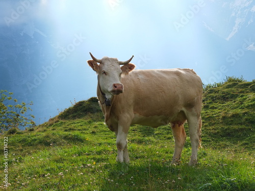 Kuh mit Hörner in den Alpen 2