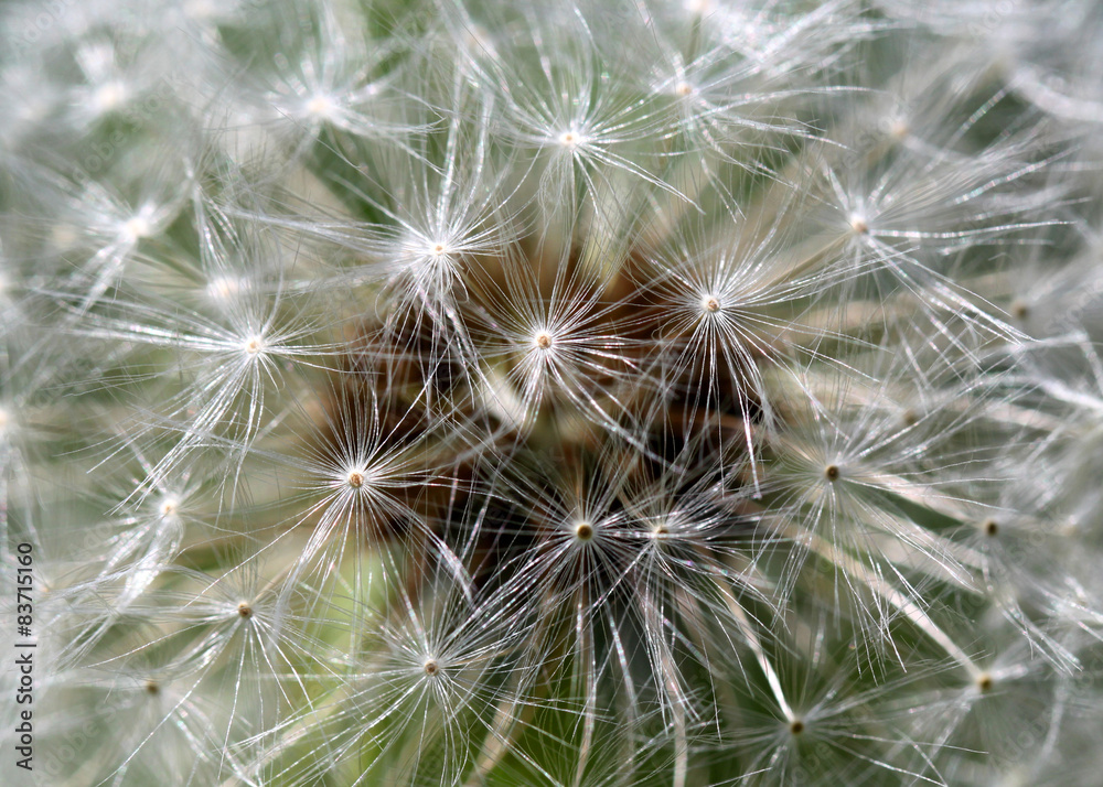 White spring dandelion flower close-up White spring dandelion flower close-up