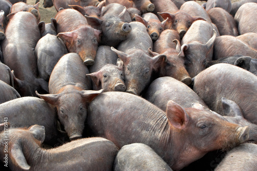 Iberian pigs in Extremadura