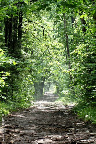 Wallpaper Mural The road in spring forest in the morning Torontodigital.ca