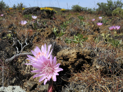 Bitterroot Flowers in the Desert
