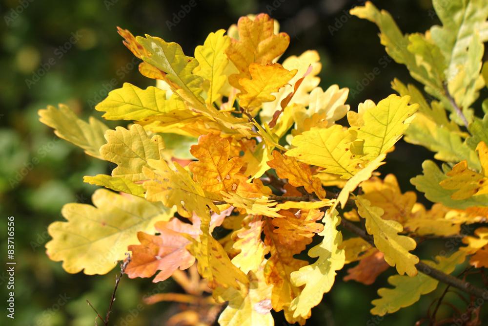 Beautiful yellow leaves of oak Beautiful yellow leaves of oak