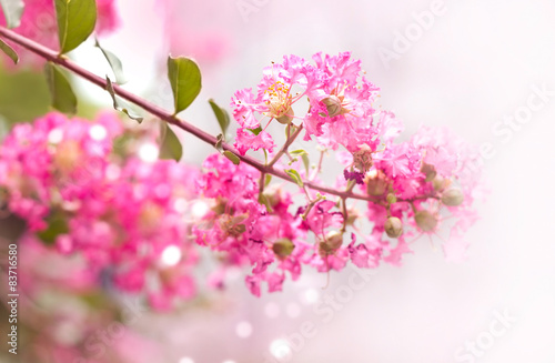 Pink flower blossom in summer  soft focus and blur