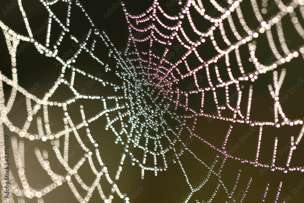 Fototapeta premium Spider web with drops