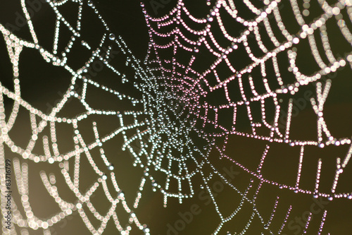 Spider web with drops