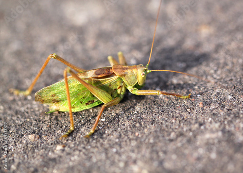 Large green grasshopper locust © kostin77