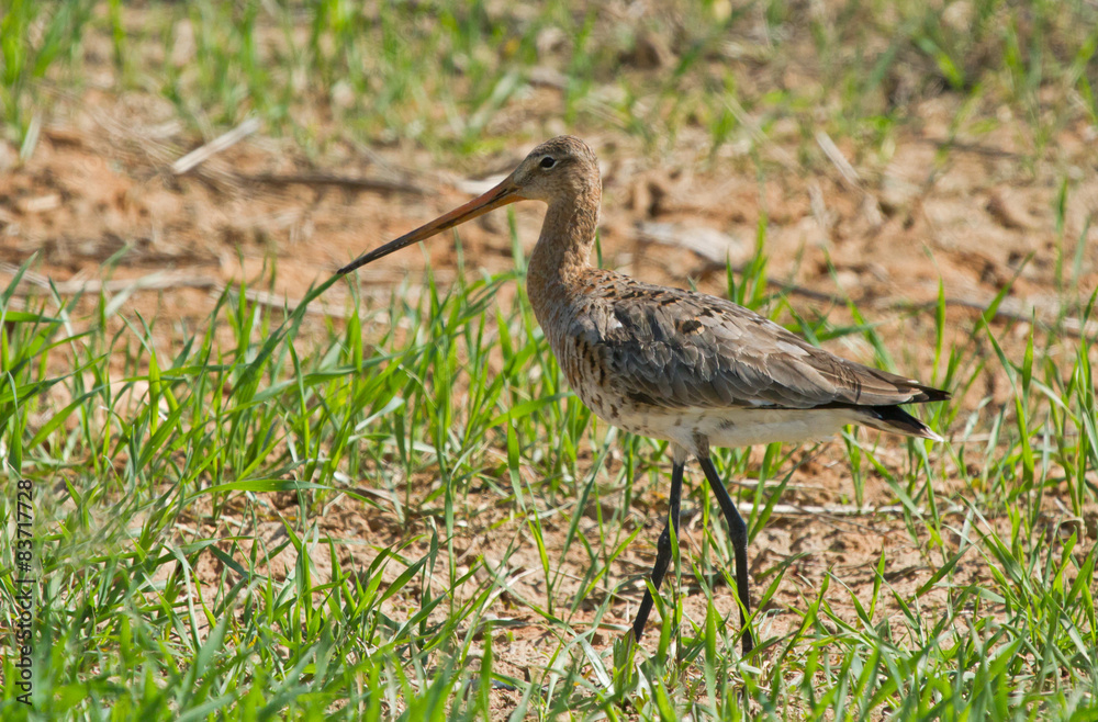 Black-tailed godwit female in the field Black-tailed godwit female in the field