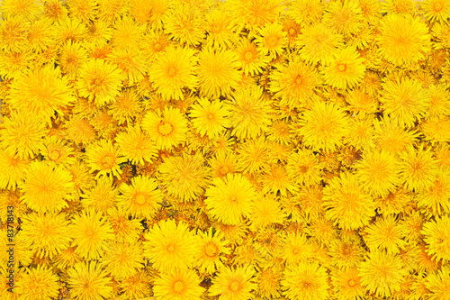 beautiful background from yellow flowers