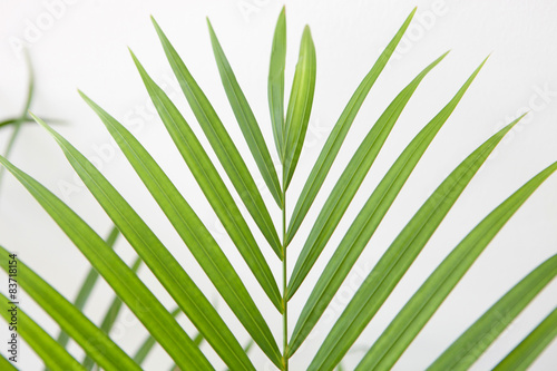 Beautiful green palm leaf