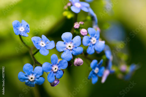 Spring flowers  forget-me-not
