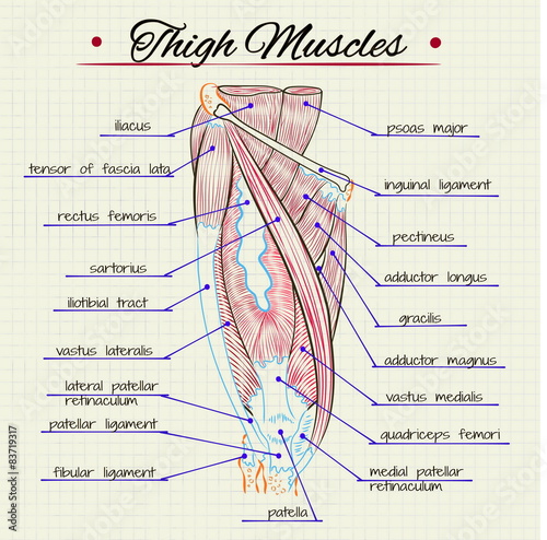 Human thigh muscles