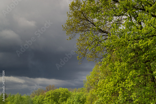 Green Tree and Storm Clouds