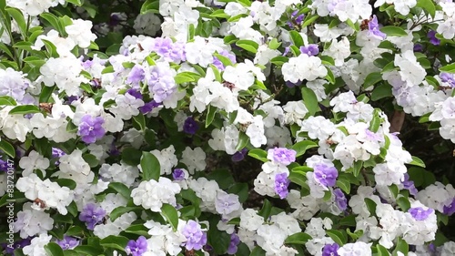 Brunfelsia photo