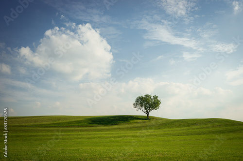 Single Tree on green Hills