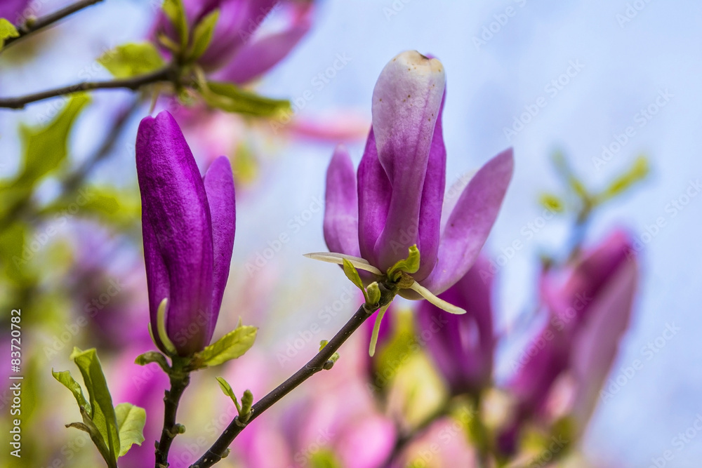 Background Blur magnolia flowers on a branch Background Blur magnolia flowers on a branch