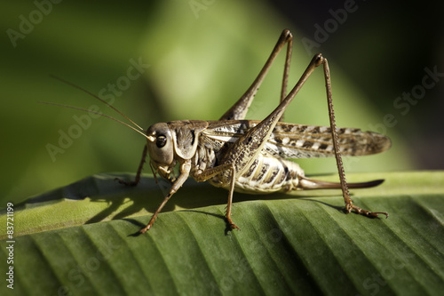 Grasshopper © orlio