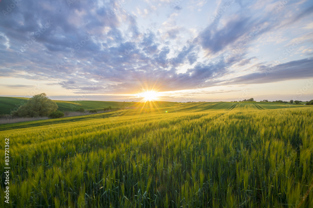 Grain field in the sundown