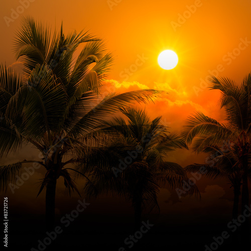 Coconut tree on sunset