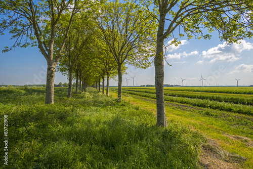 Fototapeta Naklejka Na Ścianę i Meble -  Row of trees through a rural landscape in spring