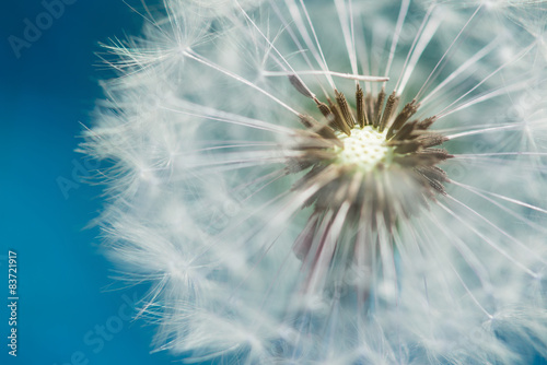 blossom of dandelion blowball with blue sky bavkground © A2LE