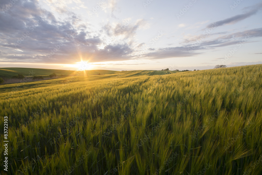 Grain field in the sundown