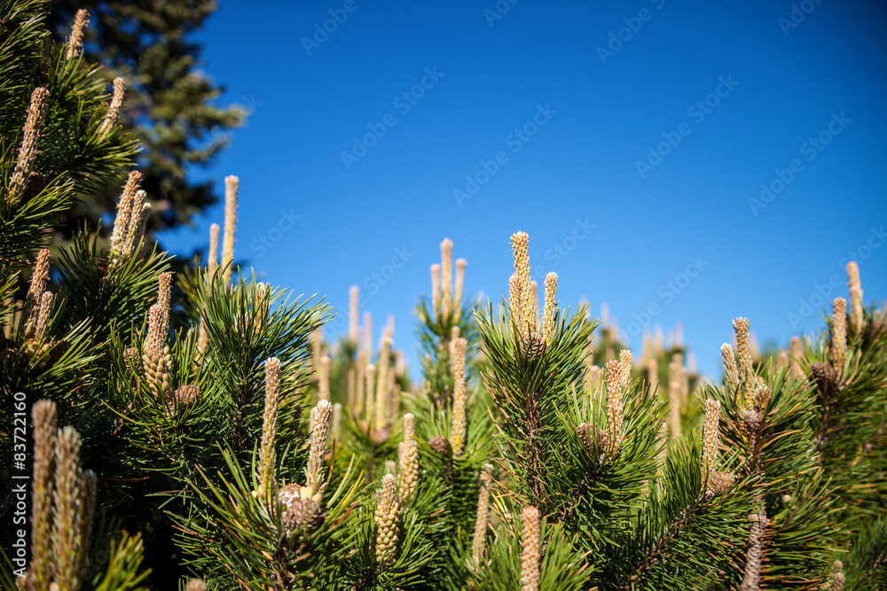 Green pine branches on a background of blue sky Green pine branches on a background of blue sky