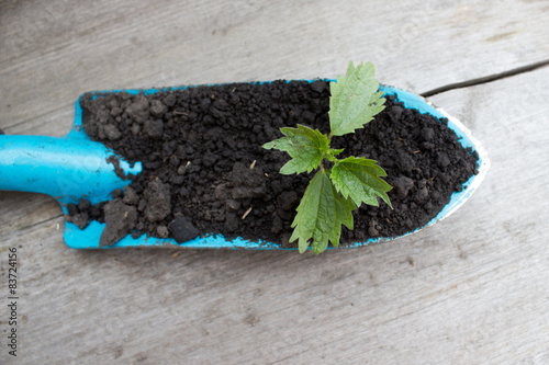 Young seedling growing in a soil and blue garden spade 