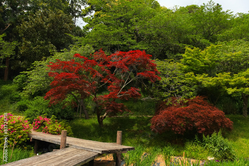 Japanese garden photo