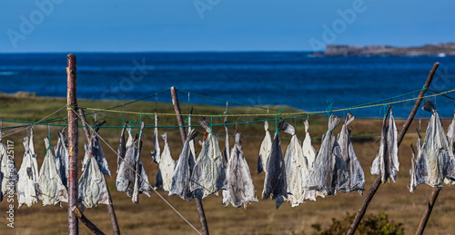 Drying Cod along the shore in Newfoundland, Canada.